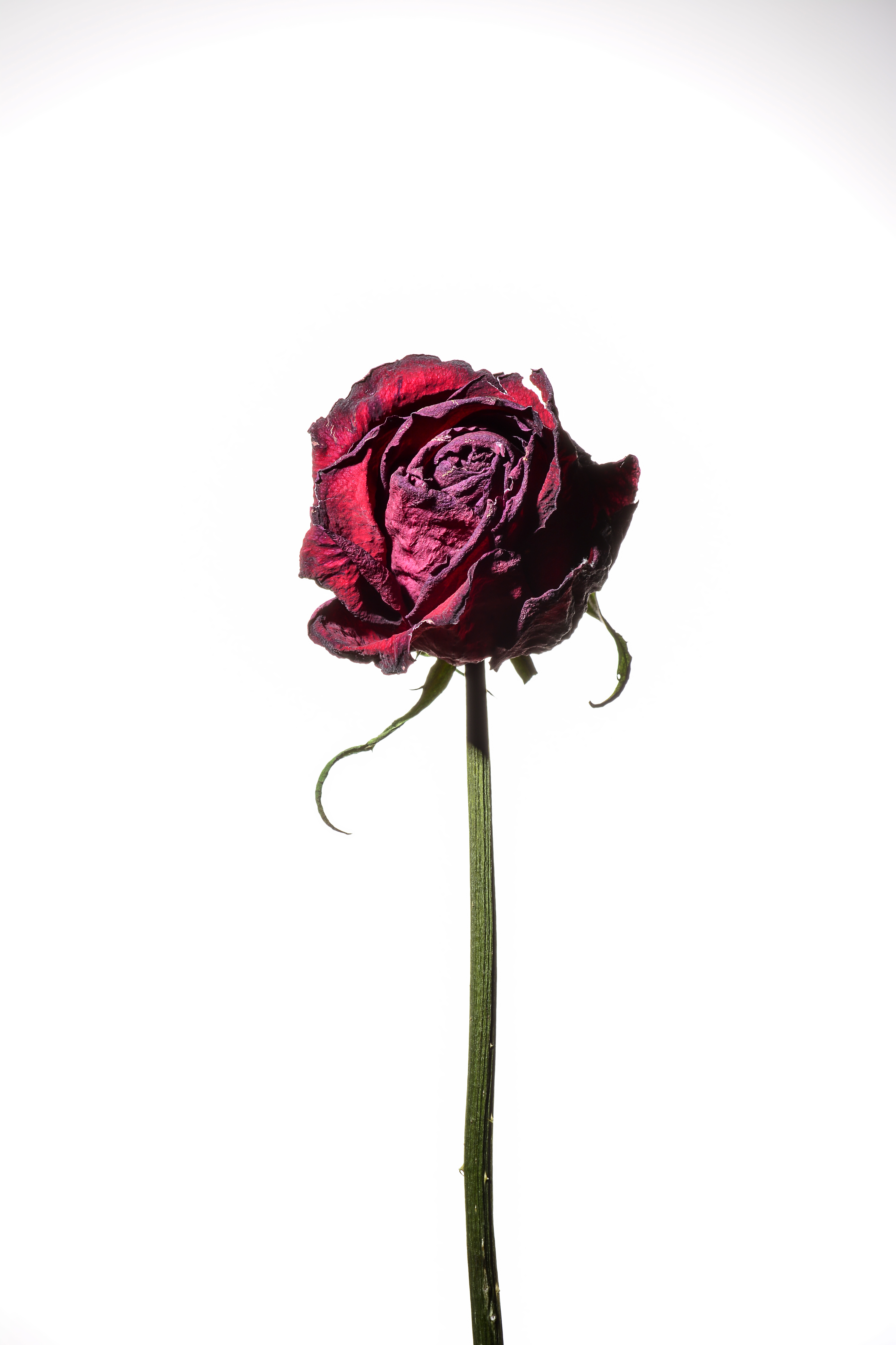 flower #24