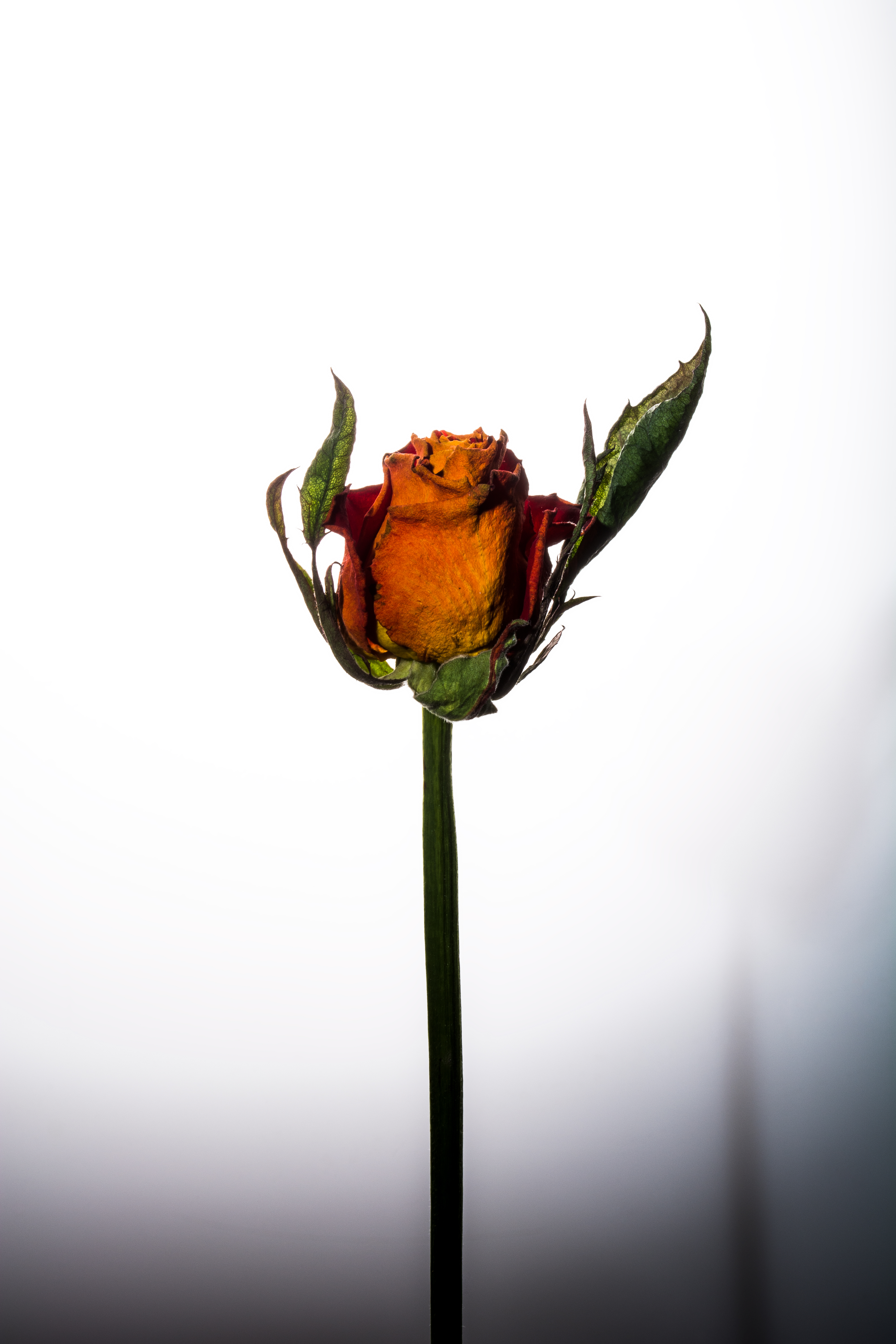 flower #29
