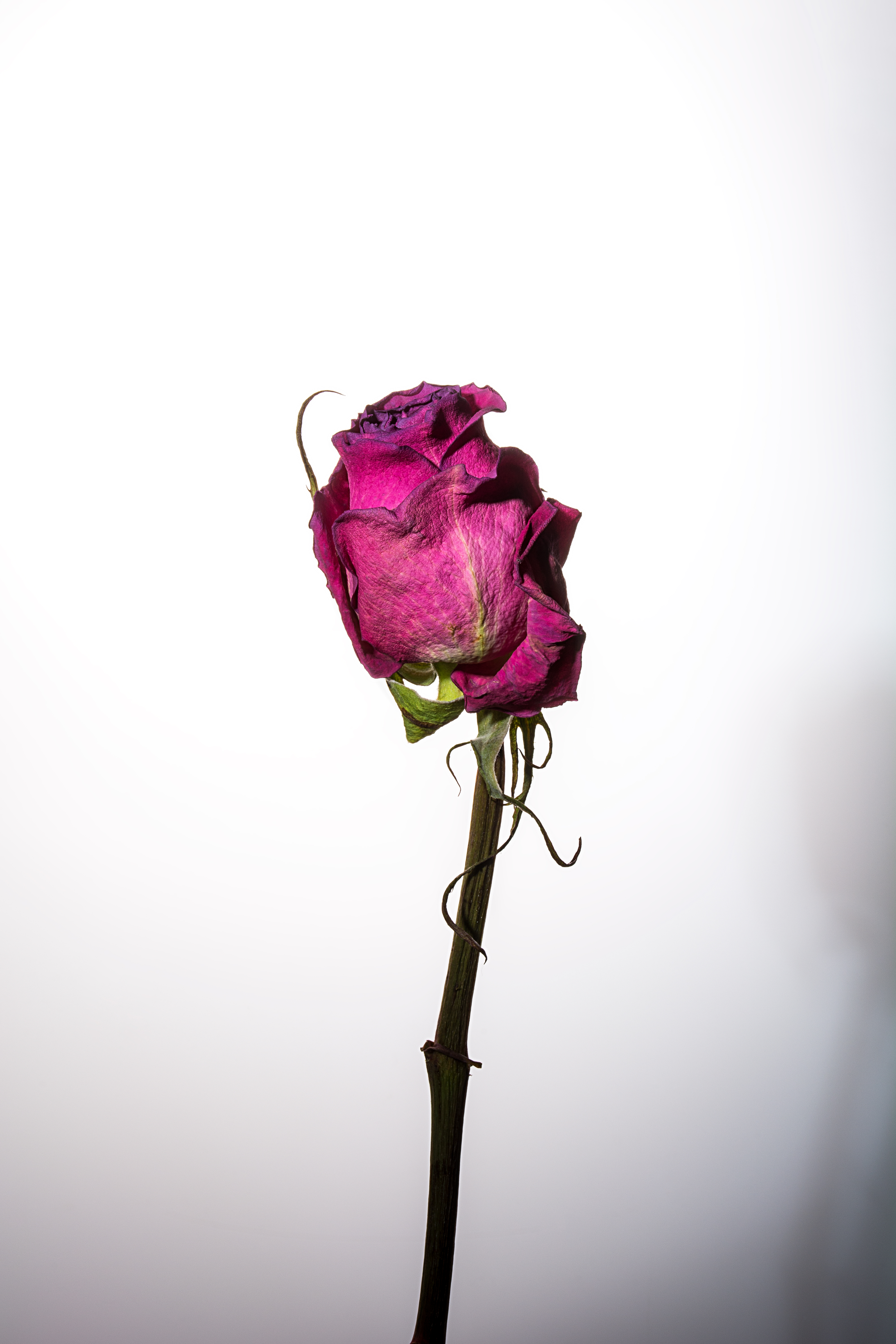 flower #32